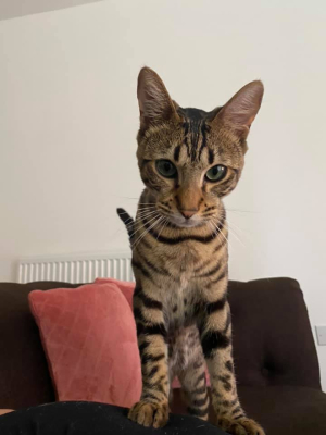 Dexter