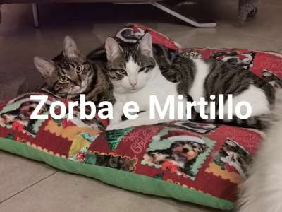 Zorba