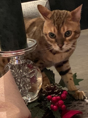 Chiko