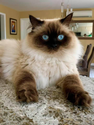 Ellah