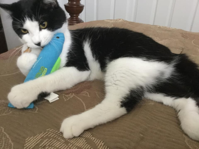 Suki