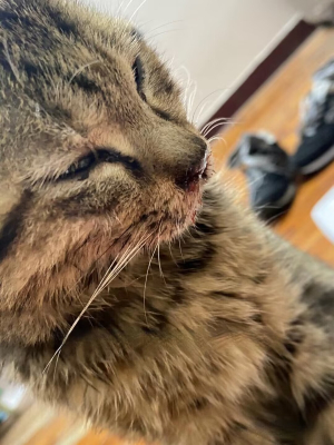Milo