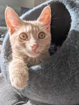 Peanut
