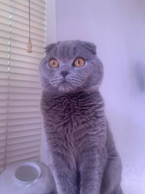 Miso