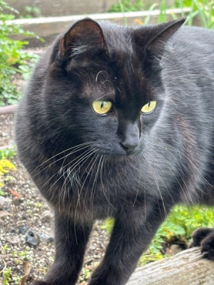 Frankie