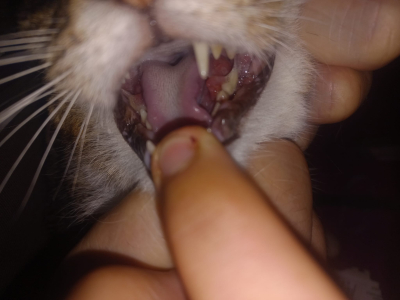 Lituca