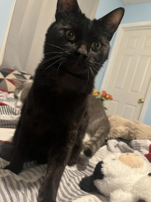 Douglas