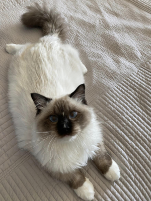 Little Smokey