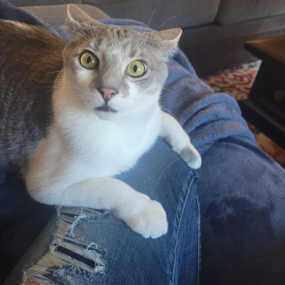 Ziggy