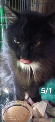 Sal
