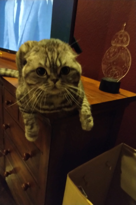 Nermal