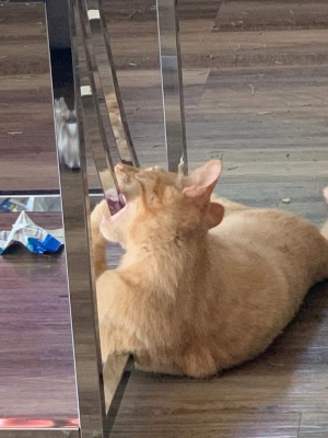 Jupito