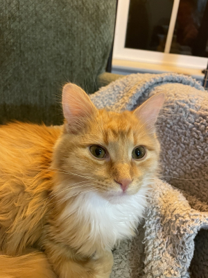 Ollie