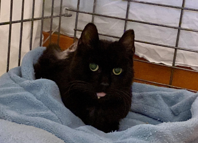 Micah