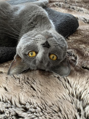 Gandalf