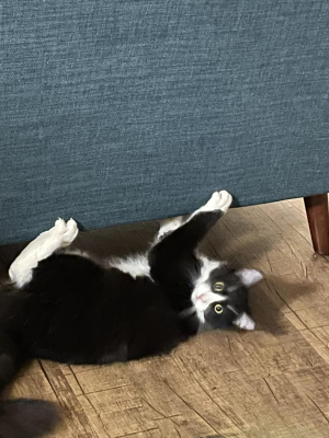 Simon