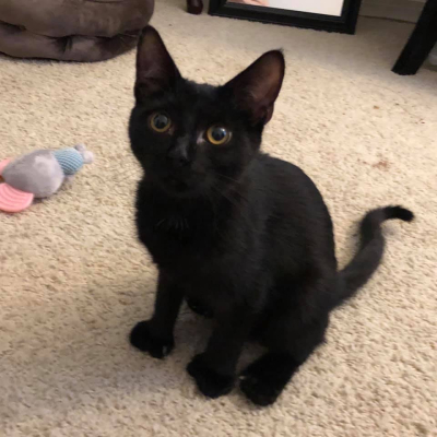 Remy