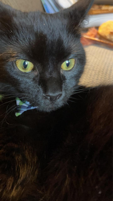 Norman