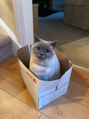 Boo