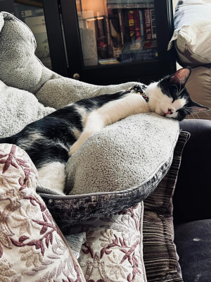Miameow