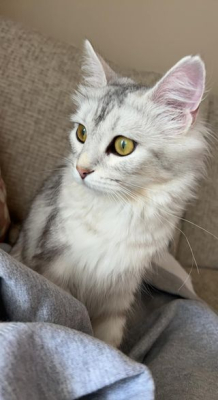 Meredith