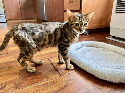 Leo