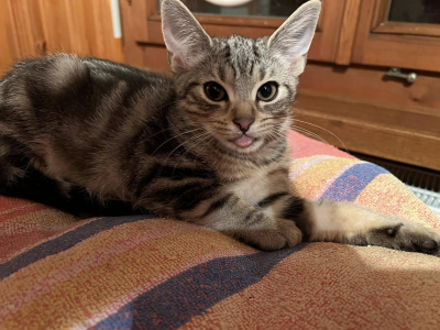 jack