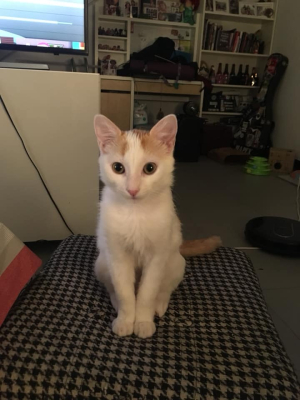 Kayena