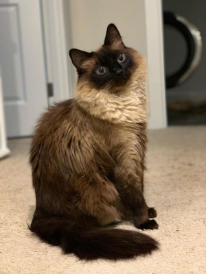 Apollo