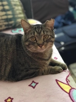 Pepito
