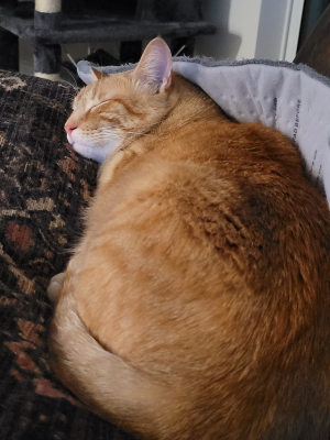 Sammer cat
