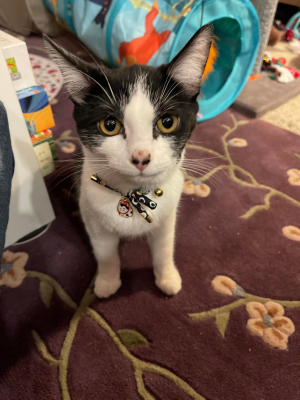 Miameow