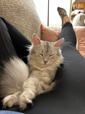 Meredith