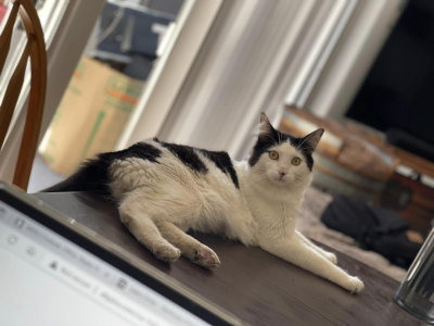 Kittle