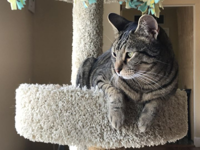 Willow