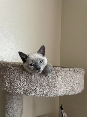 Gizmo