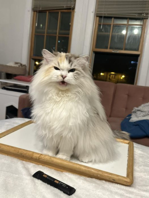 Skyy