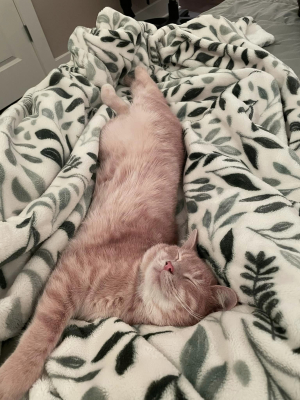 Kyo