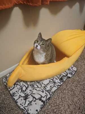Neko