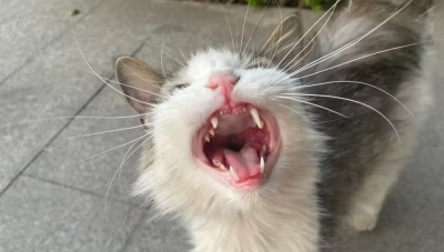 Elio