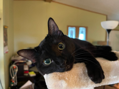 Jade