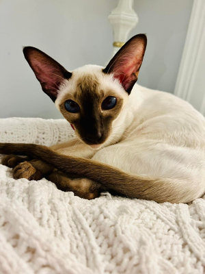Rosie