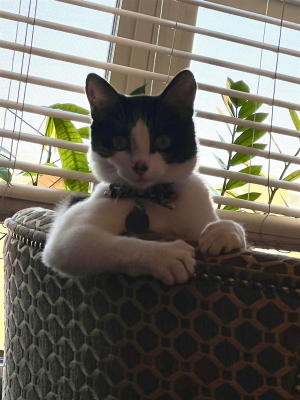 Miameow