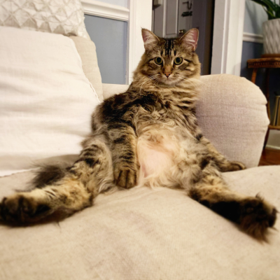 CHONKY QUEEN