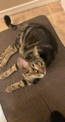 Ollie