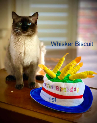 Whisker Biscuit