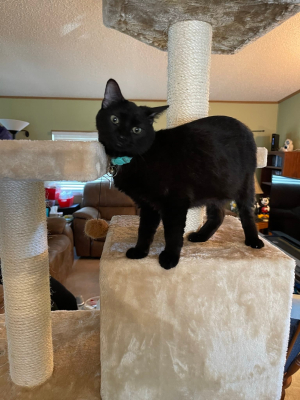Jade