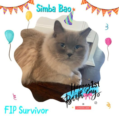Simba