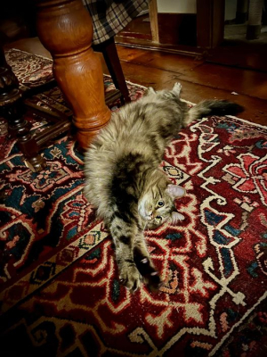 CHONKY QUEEN