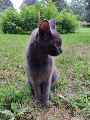 Cyrano